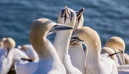 开云平台-EG横扫Astralis，Tian统治全场——电竞带你领略真正的王者风范