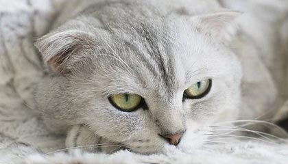 开云体育入口-欧洲网球队绝地反击西班牙网球队，瓦林卡完成帽子戏法